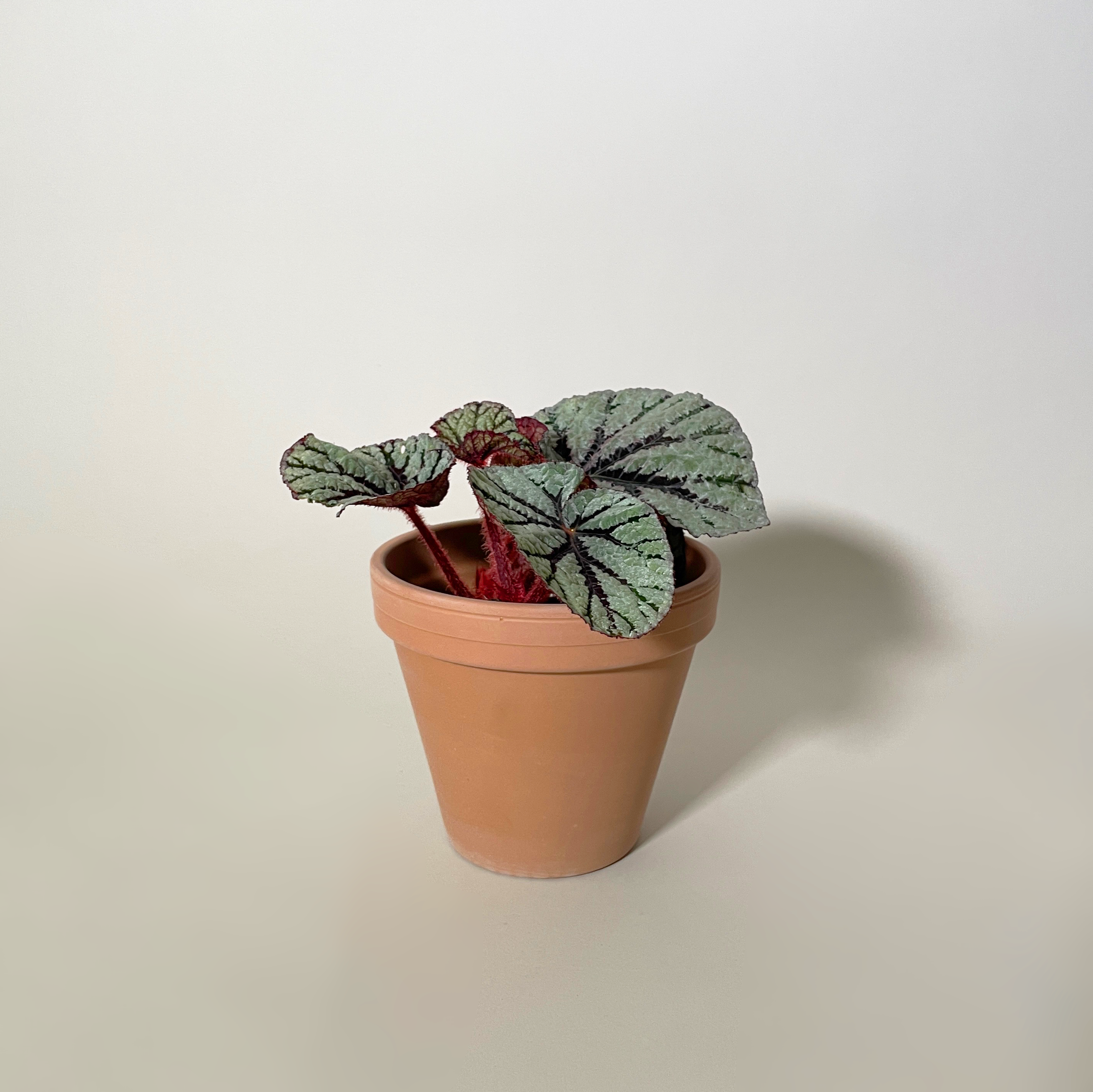 "Fedor" Begonia, 3.5"