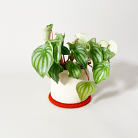 Metz Textil & Design Wool Felt Round Trivet with Plant