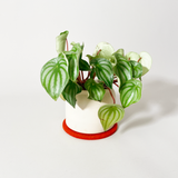 Metz Textil & Design Wool Felt Round Trivet with Plant