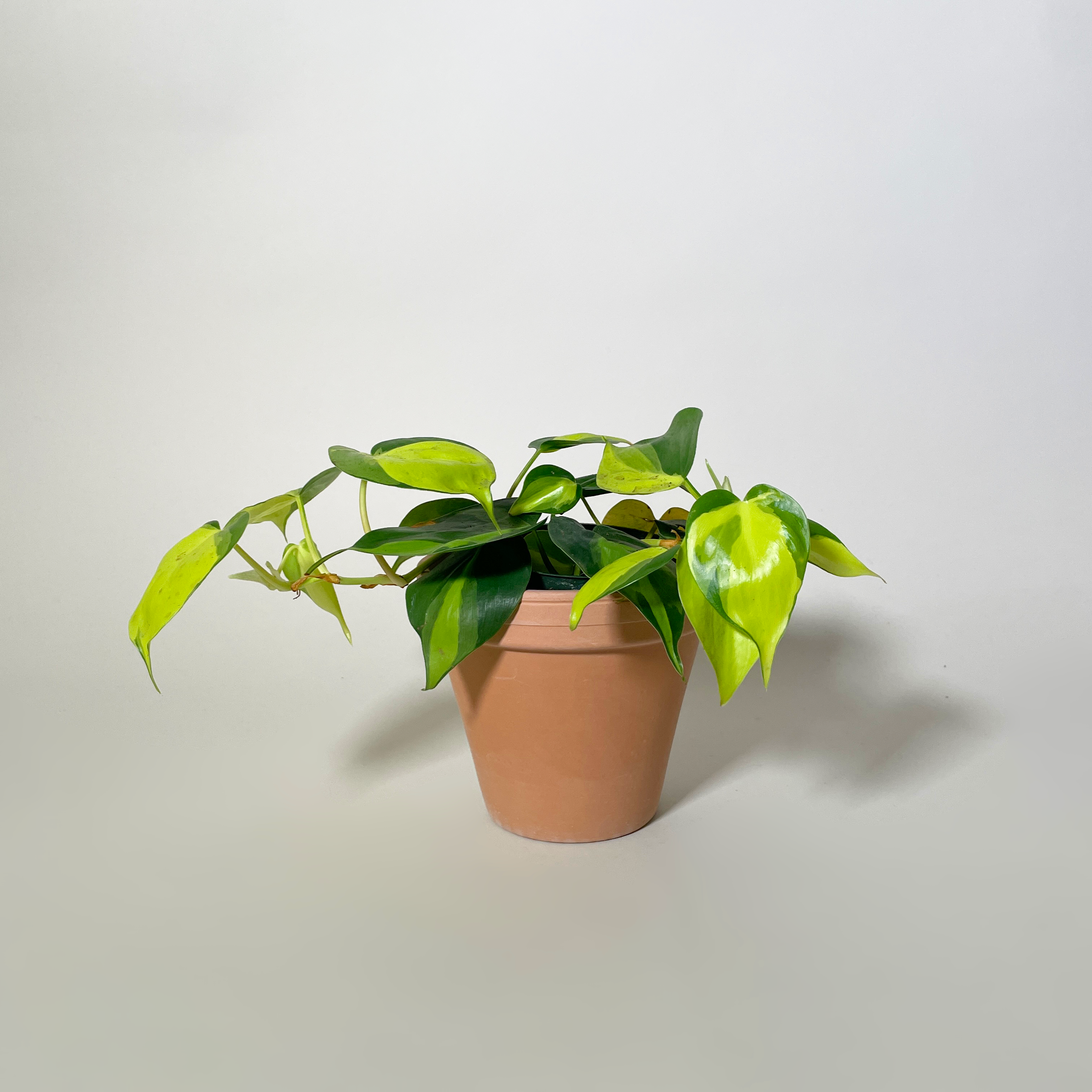 Philodendron Brazil, 4"