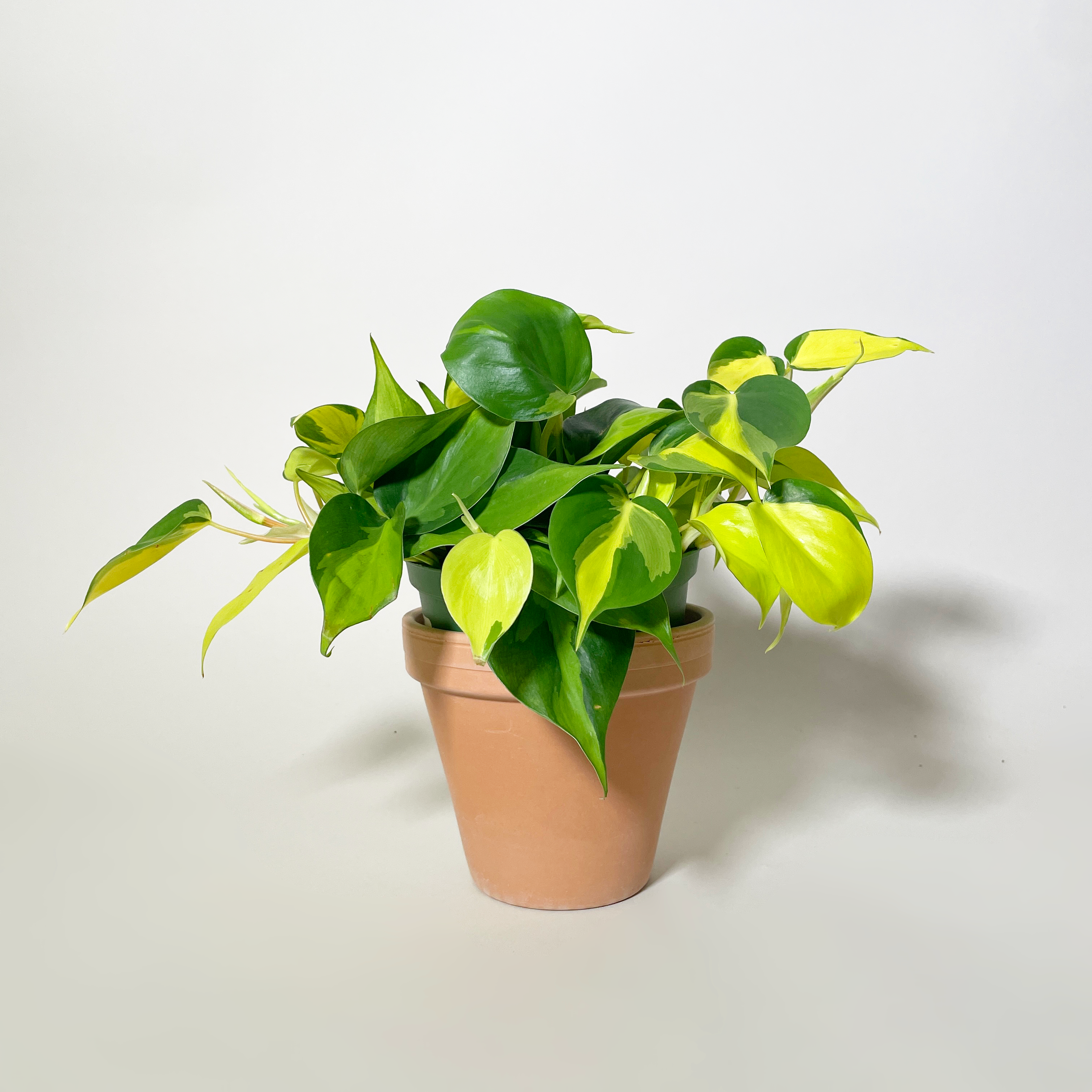 Philodendron Brazil, 6"