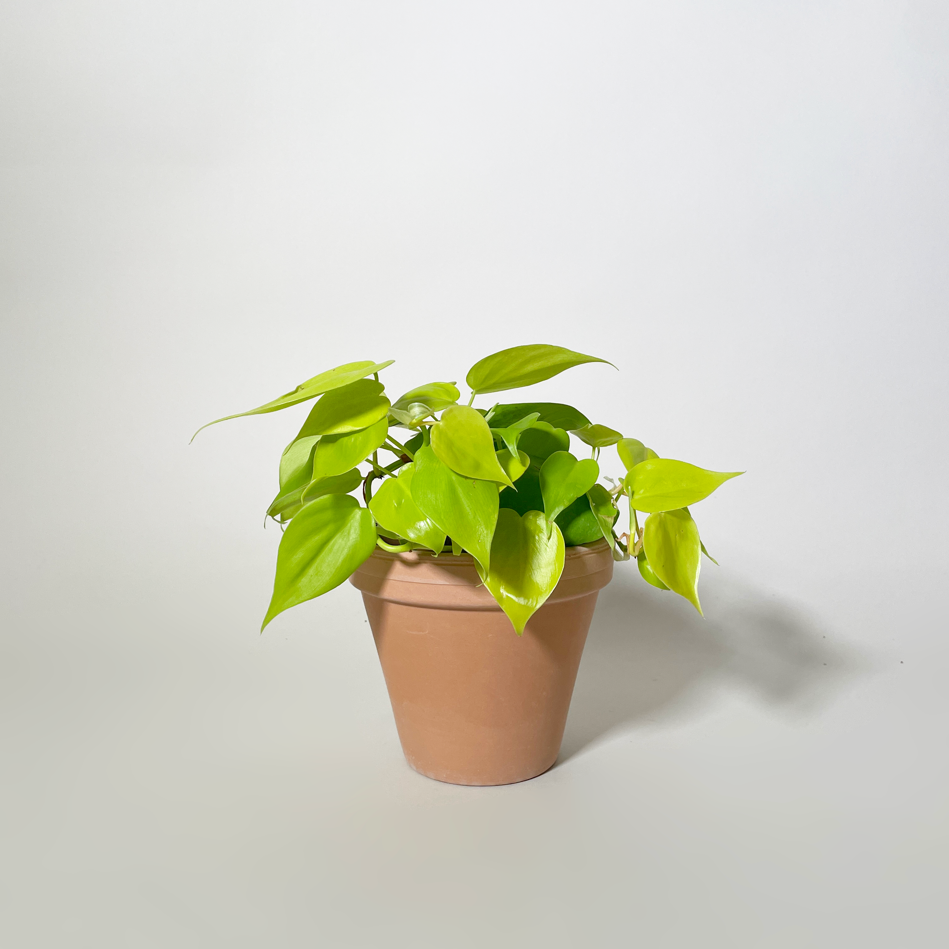 Lemon-Lime Philodendron Cordatum, 4"