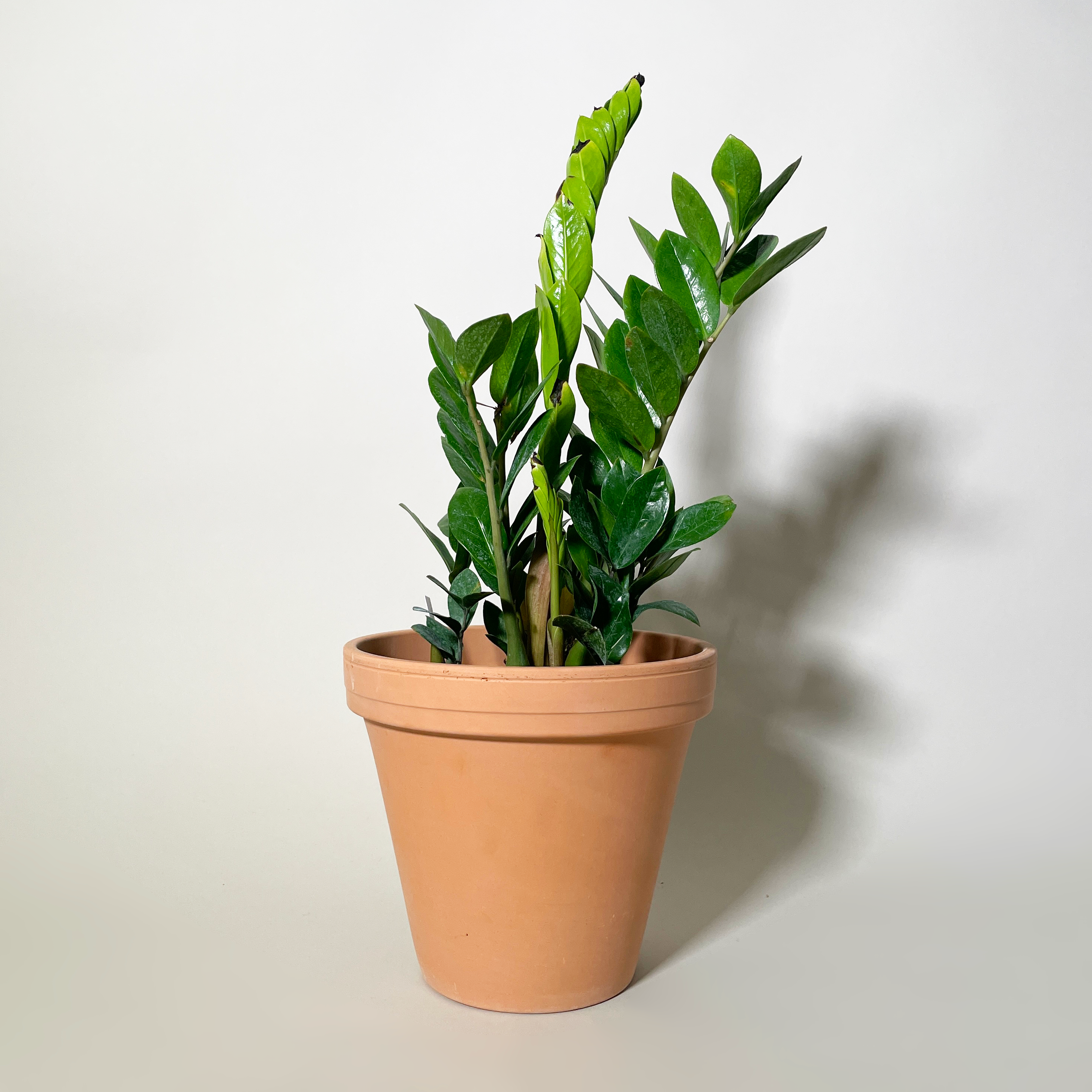 Zz Plant, 6"